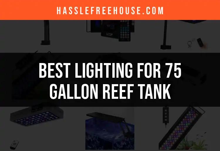 12 Best Lighting Options for 75 Gallon Reef Tank