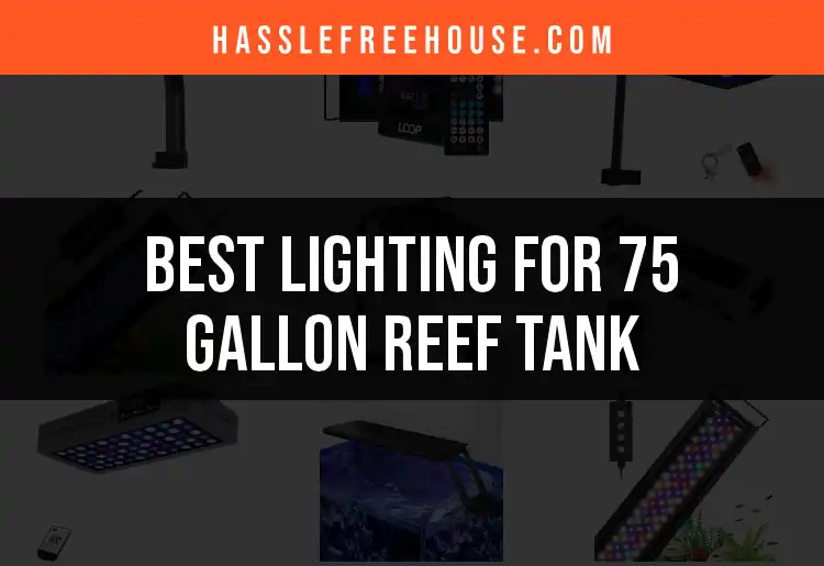 Visual Reference: 12 Best Lighting Options For 75 Gallon Reef Tank